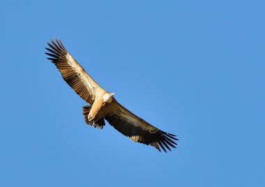 Griffon akbabası mavi gökyüzünde uçuyor (Gyps fulvus)