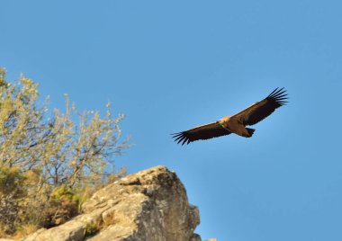 Griffon akbabası dağın üzerinden uçuyor (Gyps fulvus)