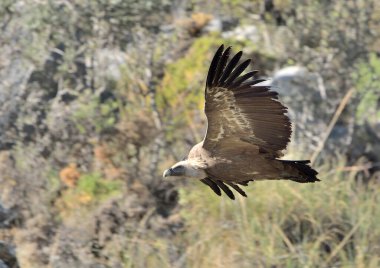 Griffon akbabası dağın üzerinden uçuyor (Gyps fulvus)