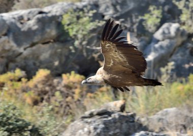 Griffon akbabası dağın üzerinden uçuyor (Gyps fulvus)