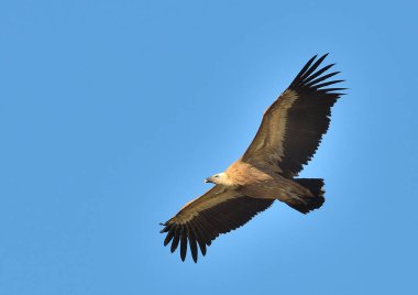 Griffon akbabası mavi gökyüzünde uçuyor (Gyps fulvus)