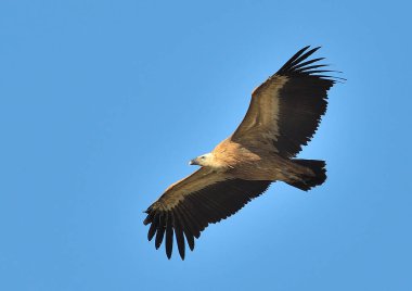 Griffon akbabası mavi gökyüzünde uçuyor (Gyps fulvus)