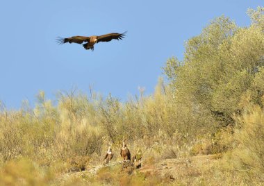 Griffon akbabası dağın üzerinden uçuyor.