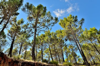 Mavi gökyüzünün arka planındaki ağaçlar