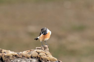 Erkek, ormanda bir ağacın dalında bir kuş taşlar (Saxicola rubicola)