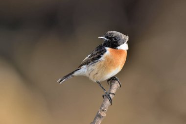 Erkek, ormanda bir ağacın dalında bir kuş taşlar (Saxicola rubicola)