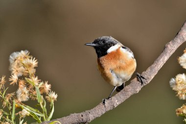 bird on the branch of the tree (Saxicola rubicola)