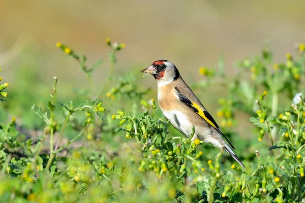 Saka kuşu bir karahindiba bitkisinden tohum yiyor. (Carduelis carduelis)