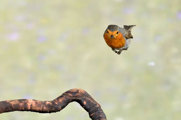European robin flying in the field with green background (Erithacus rubecula)
