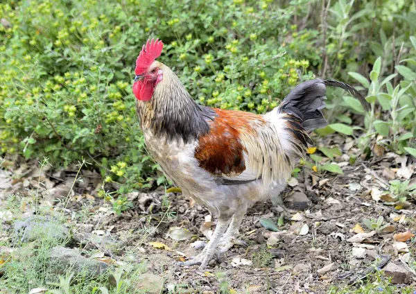 Çiftlikteki horoz (Gallus gallus)