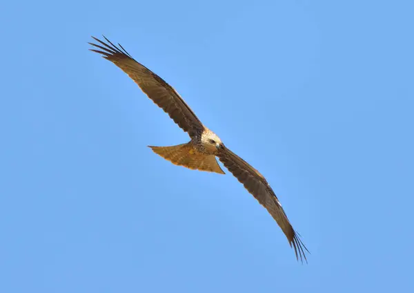 red kite in flight over mountains and blue sky (Milvus migrans)