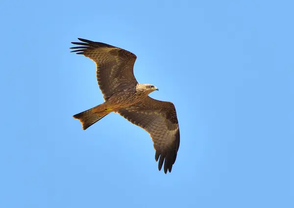 red kite in flight over mountains and blue sky (Milvus migrans)