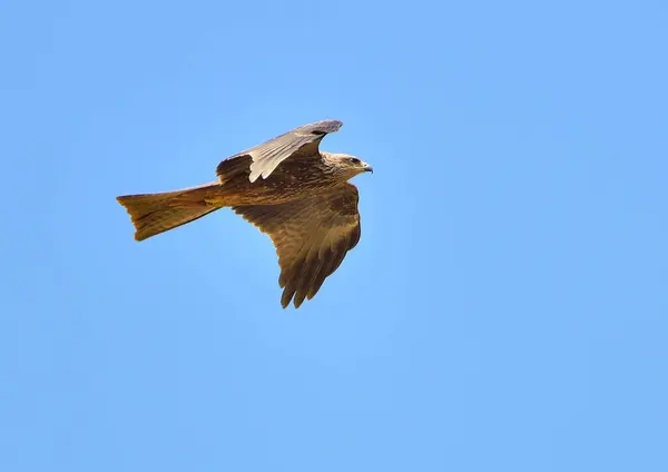 red kite in flight over mountains and blue sky (Milvus migrans)