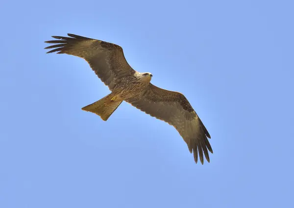 red kite in flight over mountains and blue sky (Milvus milvus)