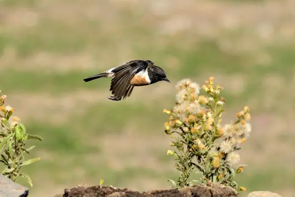 male stonechat a closeup shot of a beautiful bird (Saxicola rubicola)