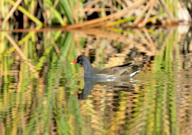 Gölette yaygın kırmızı balık veya bozkır tavuğu (Gallinula kloropus)