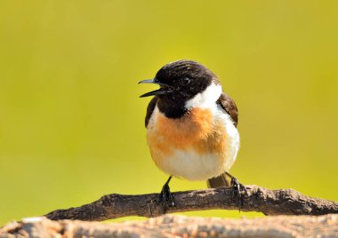 Bir daldaki taş başlık (Saxicola rubicola)