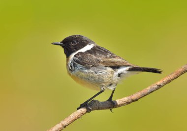 Bir daldaki taş başlık (Saxicola rubicola)