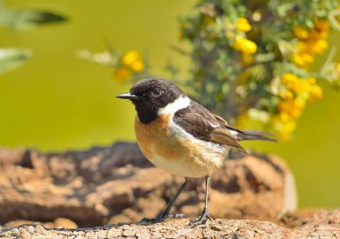 Bir kütüğün üzerindeki taş başlık (Saxicola rubicola)