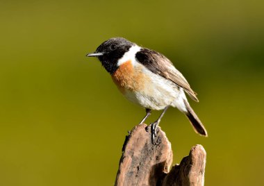 Bir kütüğün üzerindeki taş başlık (Saxicola rubicola)