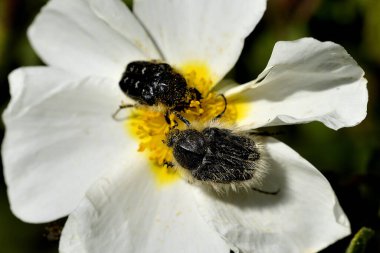 Polenli bir çiçeğin üzerindeki böcekler