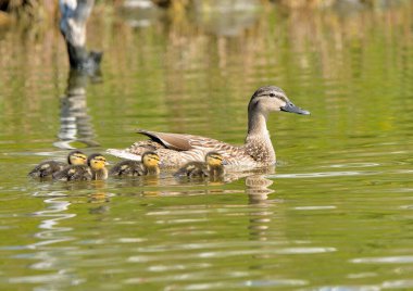 Ördek yavrularıyla havuzda yüzen Mallard (Anas platyrhynchos)