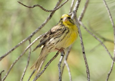 Siskin, Lugano veya Siskin ispinozu (Spinus spinus))