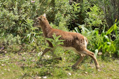 Çalılıklarda yaygın ya da Avrupalı bir mouflon genci (Ovis orientalis musimon)