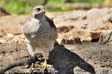 Orman zemininde dişi atmaca (Accipiter nisus)