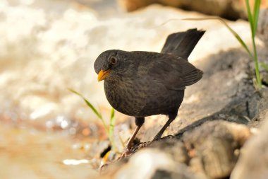 Parkın zemininde karatavuk (Turdus merula)