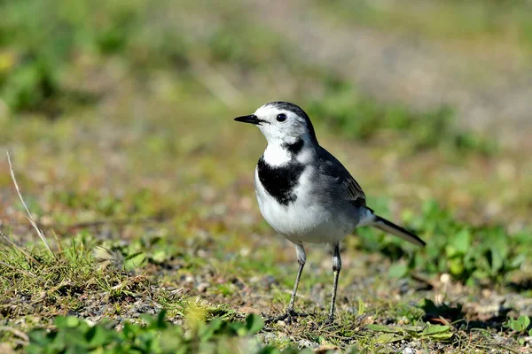 Beyaz kuyruk veya kar fırtınası yere tünedi (Motacilla alba)