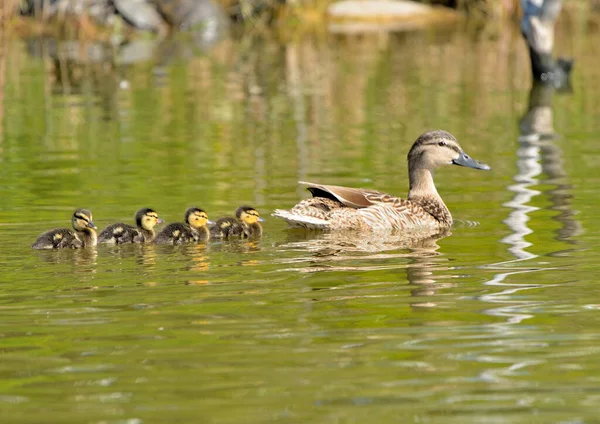 Ördek yavrularıyla havuzda yüzen Mallard (Anas platyrhynchos)