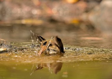 Avrupa bülbülü gölette banyo yapıyor (Erithacus rubecula)