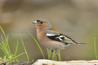 Çaçamuru yere tünedi (Fringilla coelebs)