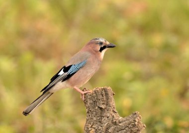 Ormanda Avrasyalı Jay (Garrulus glandarius)