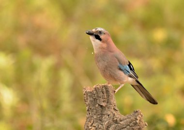 Ormanda Avrasyalı Jay (Garrulus glandarius)