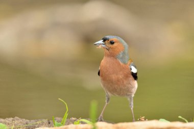 Çaçamuru yere tünedi (Fringilla coelebs)