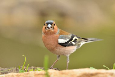 Çaçamuru yere tünedi (Fringilla coelebs)