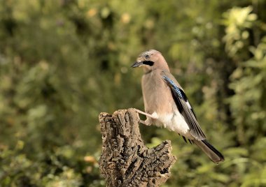 Ormanda Avrasyalı Jay (Garrulus glandarius)