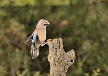 Ormanda Avrasyalı Jay (Garrulus glandarius)