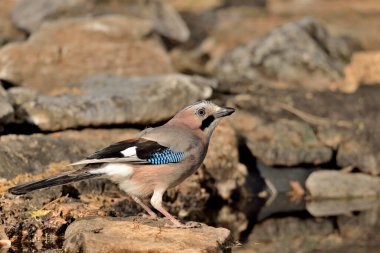 Ormanda Avrasyalı Jay (Garrulus glandarius)