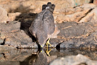 Akdeniz ormanlarında yaygın atmaca (Accipiter nisus)