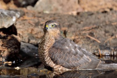 Akdeniz ormanlarında yaygın atmaca (Accipiter nisus)