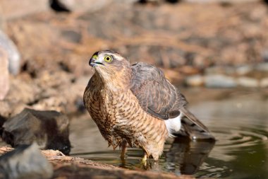 Akdeniz ormanlarında yaygın atmaca (Accipiter nisus)