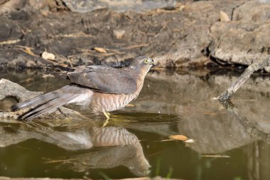 Akdeniz ormanlarında yaygın atmaca (Accipiter nisus)