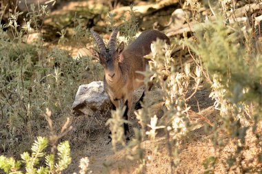 Dağlarda dağ keçisi veya İber dağ keçisi (Capra pyrenaica)