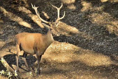 Ormanda yetişkin bir erkek geyik (Cervus elaphus)