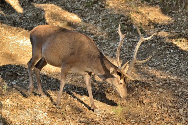 Ormanda yetişkin bir erkek geyik (Cervus elaphus)