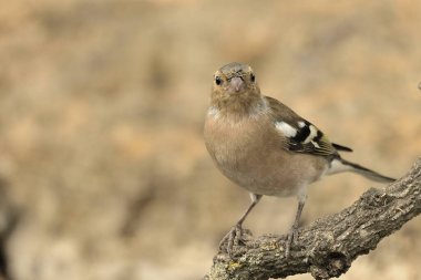 Bir dalda kestane ağacı (Fringilla coelebs))