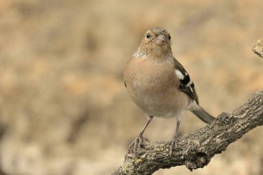 Bir dalda kestane ağacı (Fringilla coelebs))